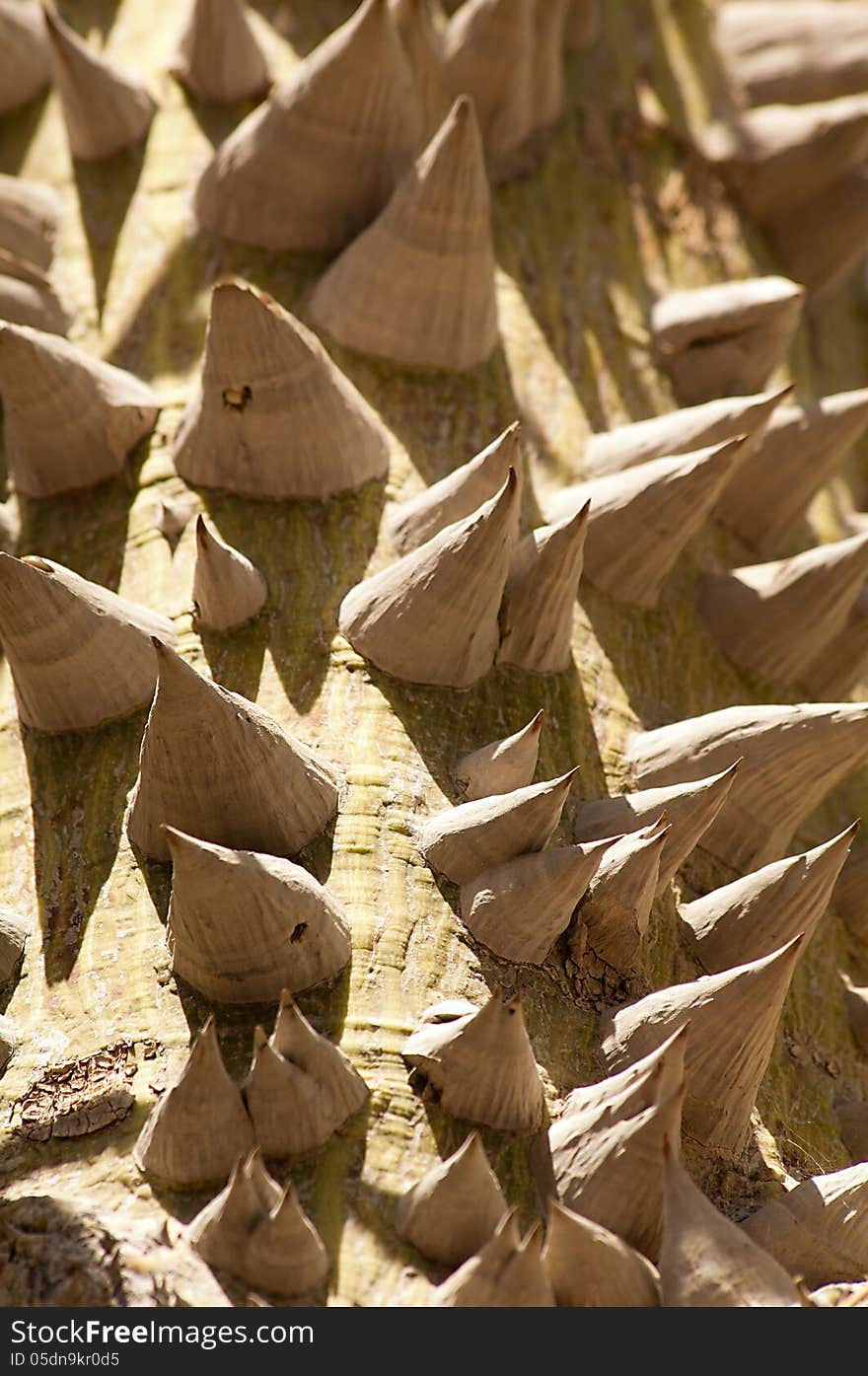 Texture of the prickle tree trunk