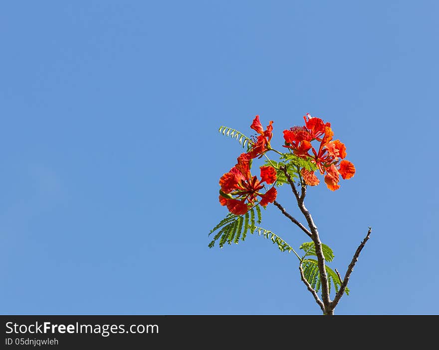 Flame tree blossom