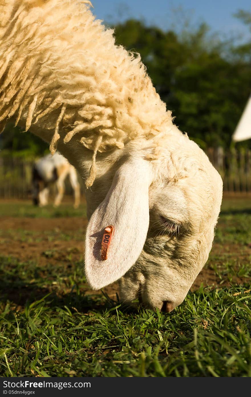 Sheep in the farm in a sunny day. Sheep in the farm in a sunny day.