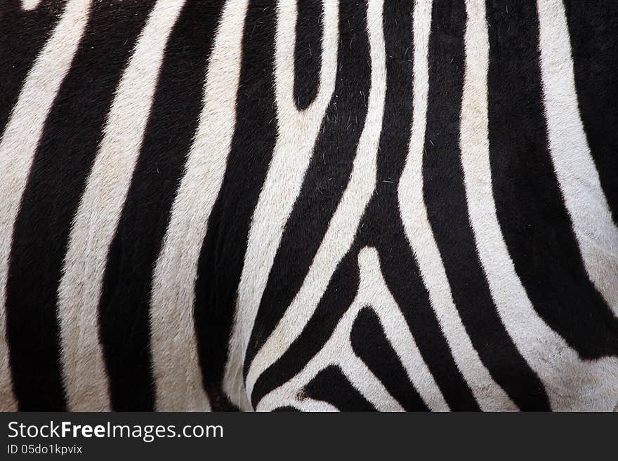 Interesting zebra striped mammal from south