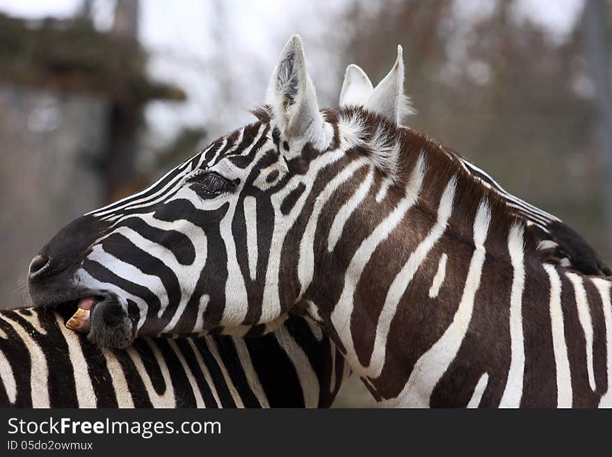 Interesting zebra striped mammal from south