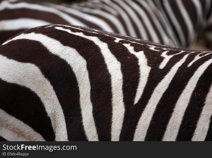 Interesting zebra striped mammal from south