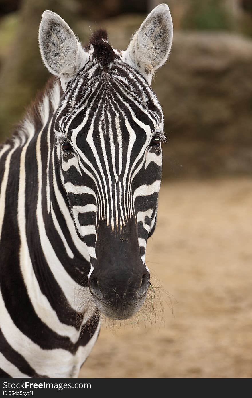 Interesting zebra striped mammal from south