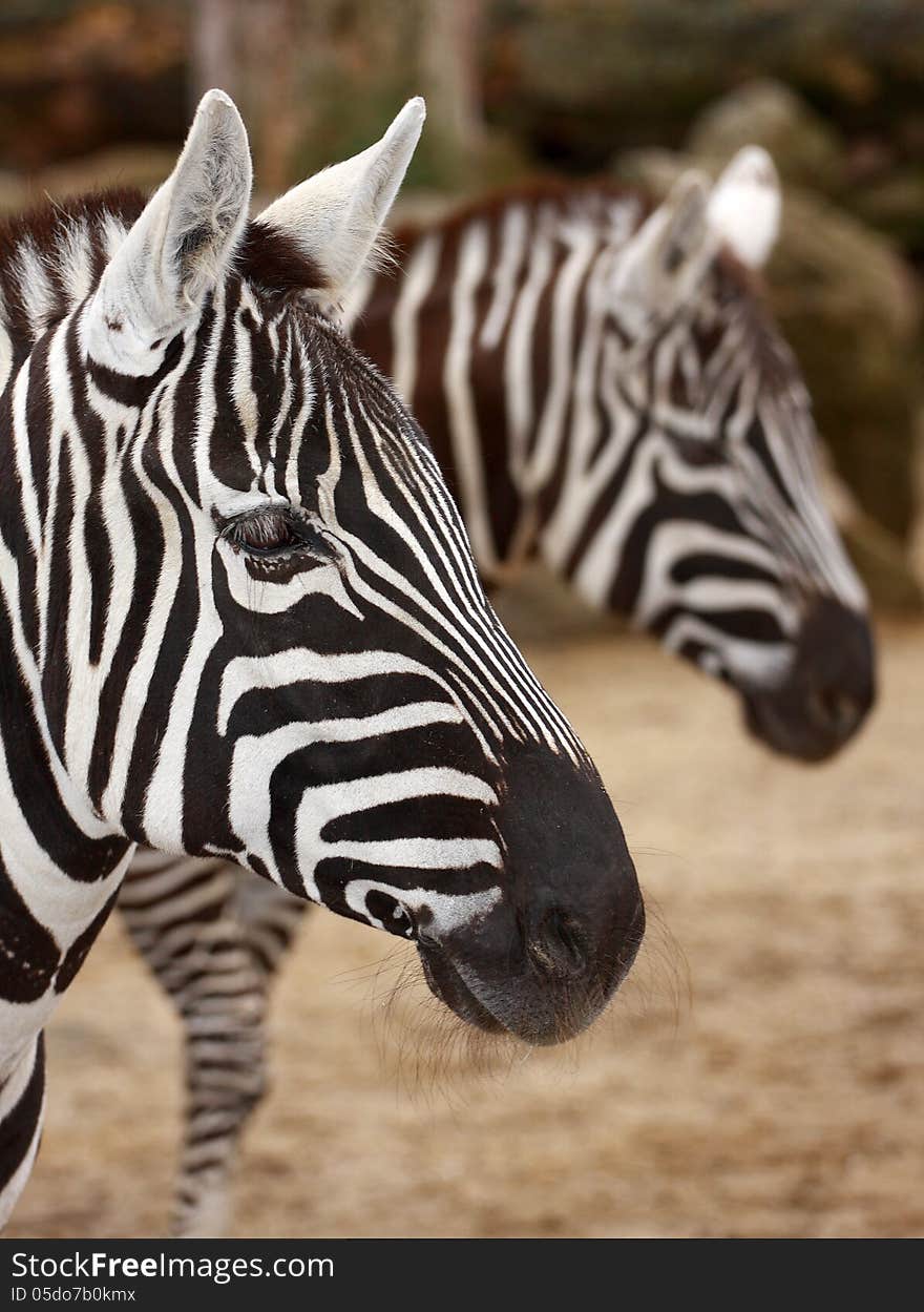 Interesting zebra striped mammal from south