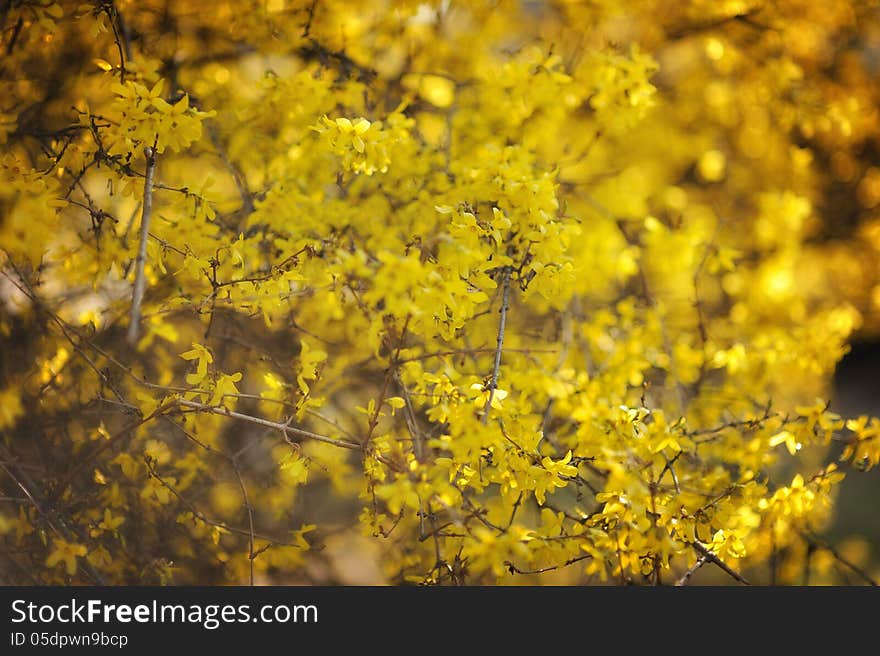 Yellow flowering bush