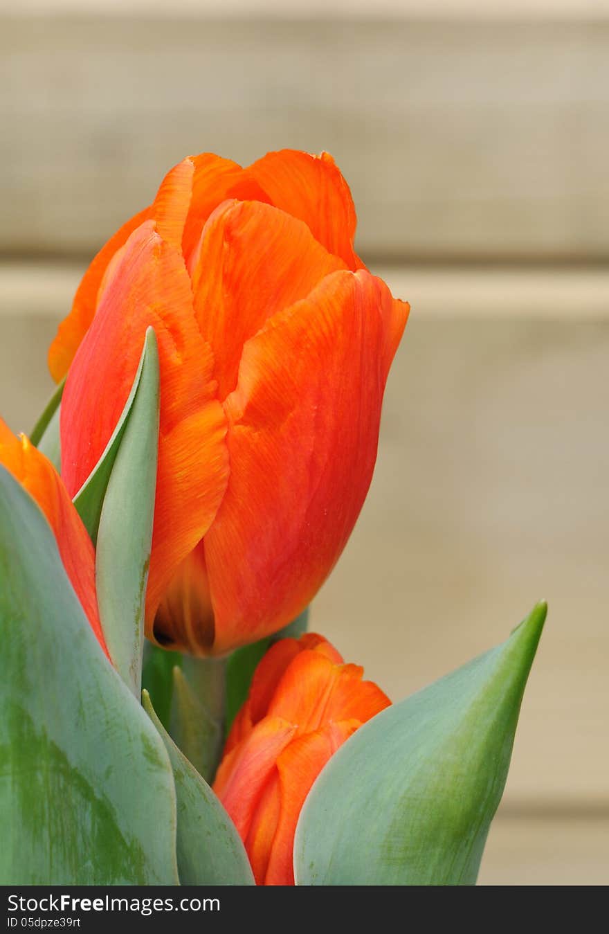 Closeup of a beautiful orange tulip on a wooden background