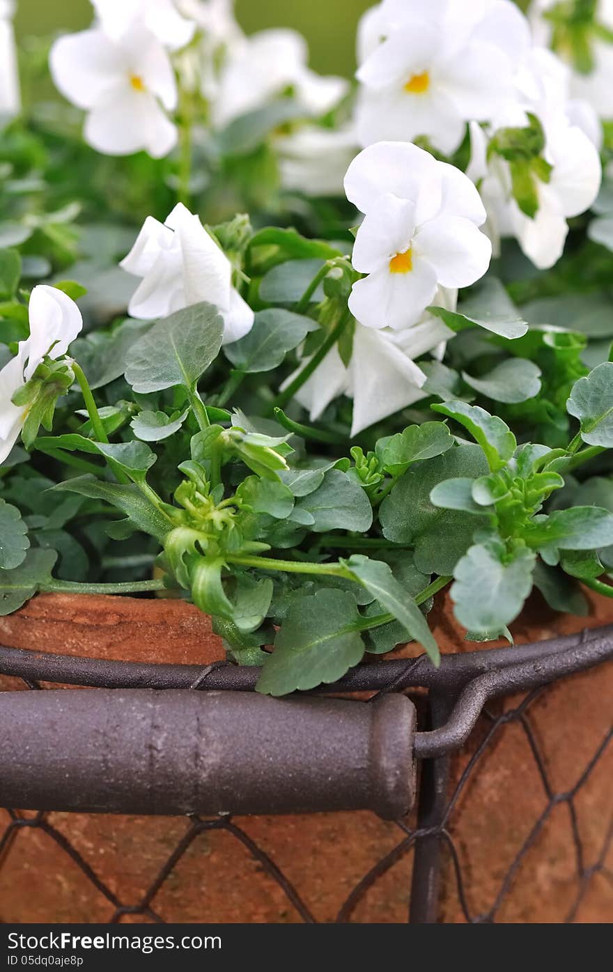 Romantic white flowers