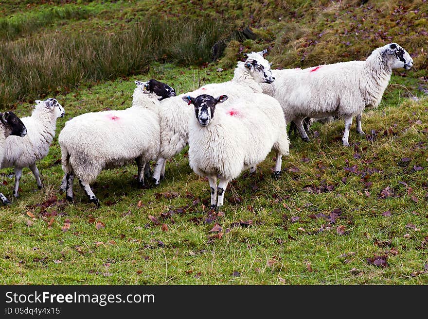 Staring sheep amongst a flock