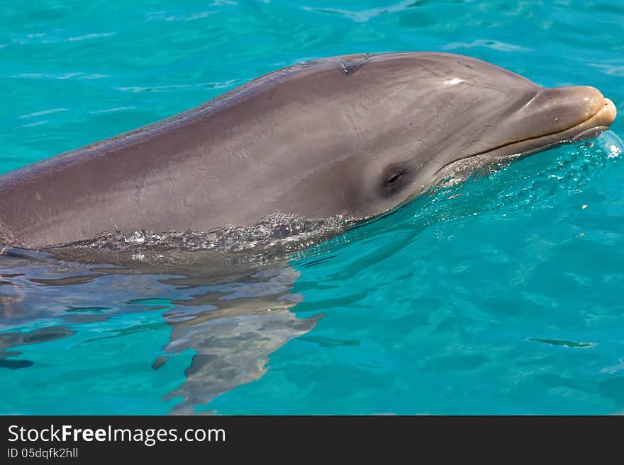 Close up of a bottle nose dolphin