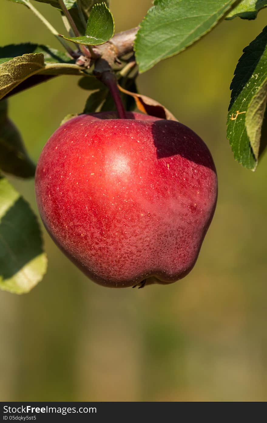 Beautiful red ripe apples on the tree