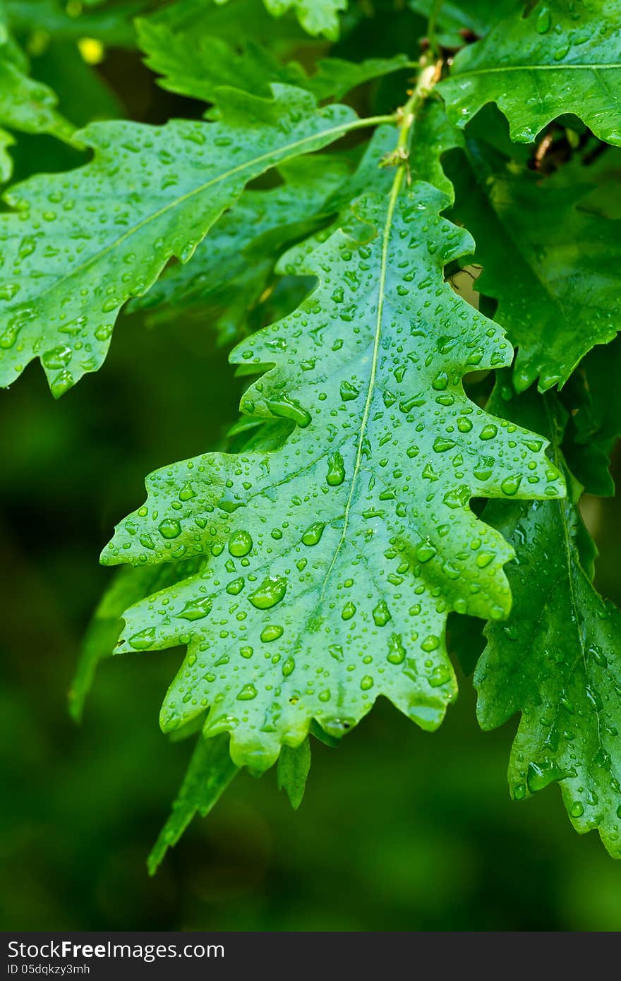 Green oak leaf with drops (Quercus robur)