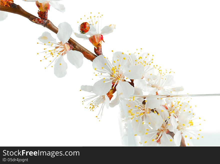 Apricot-tree flowers isolated on white background