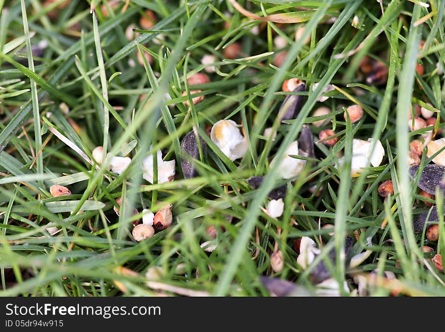 Bird seed in green grass