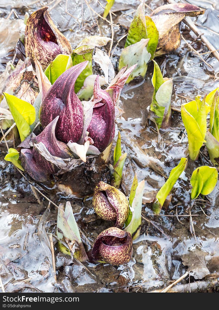 Eastern Skunk Cabbage Breaking Through Ice