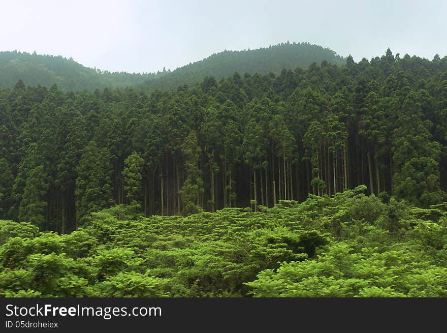 Green forest in Japanese mountains by summer. Green forest in Japanese mountains by summer