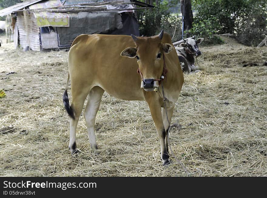 Young ox in the farm