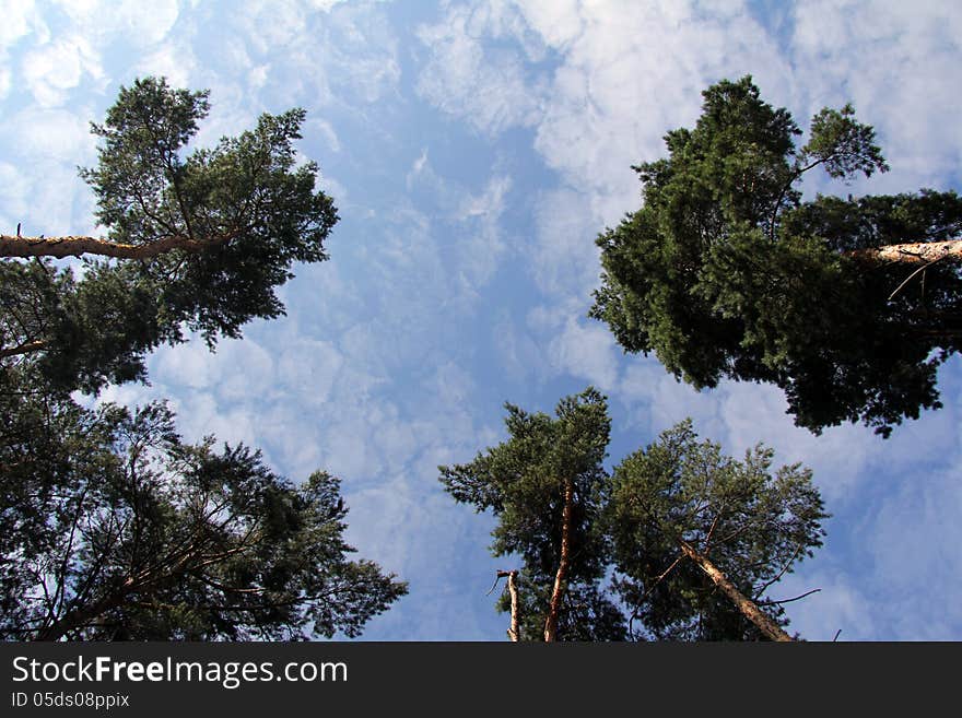 View of the sky from the forest on a bright sunny day. View of the sky from the forest on a bright sunny day