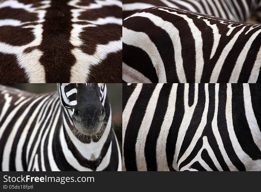 Several shots zebras arranged side by side. Several shots zebras arranged side by side