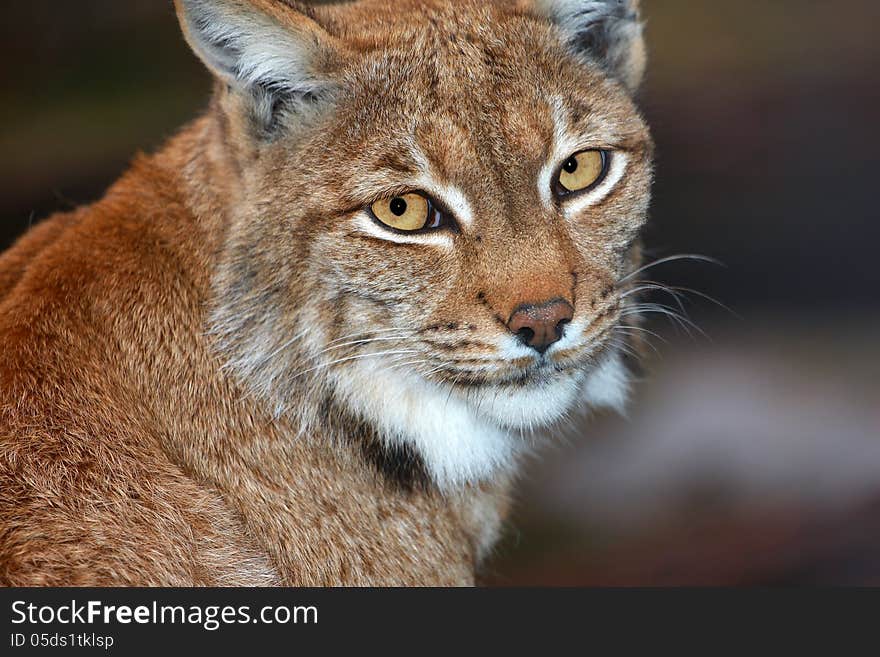 Lynx his portrait from zoo