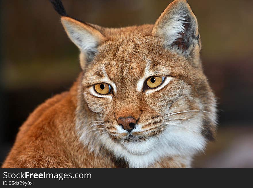 Lynx his portrait from zoo