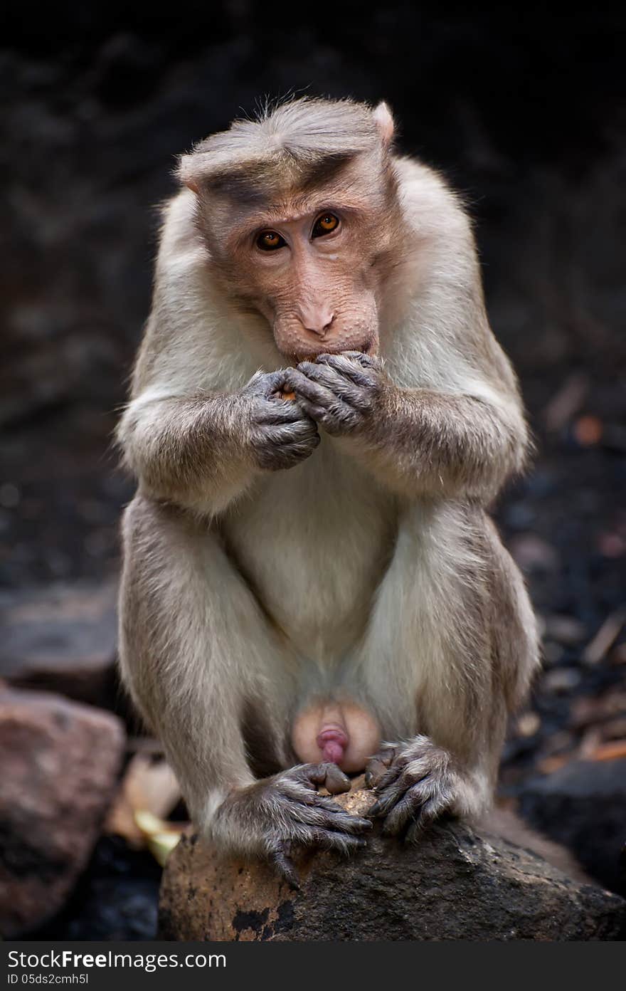 Adult mail monkey eating food in bamboo forest. South India