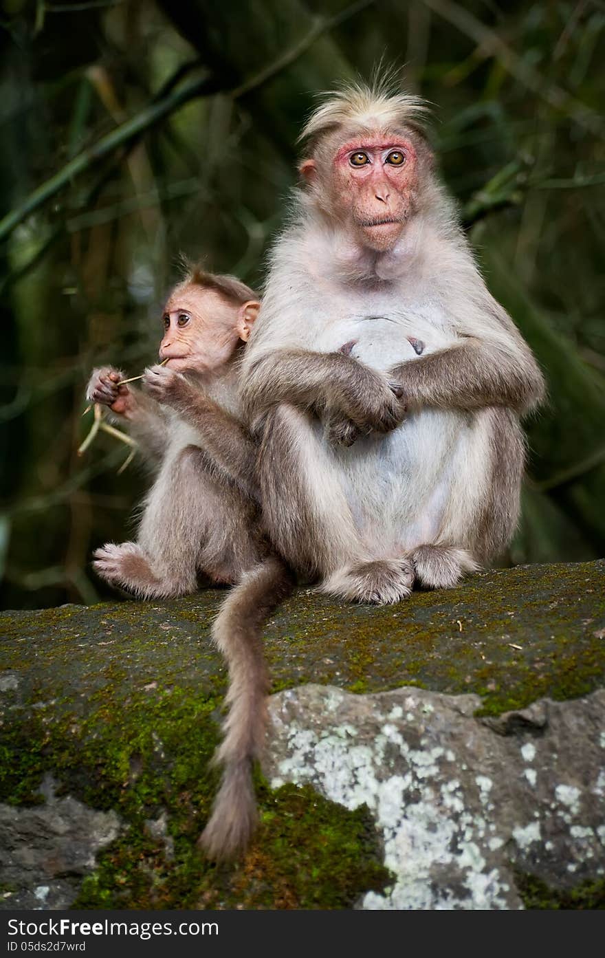 Monkey family. Mother and baby in bamboo forest. South India