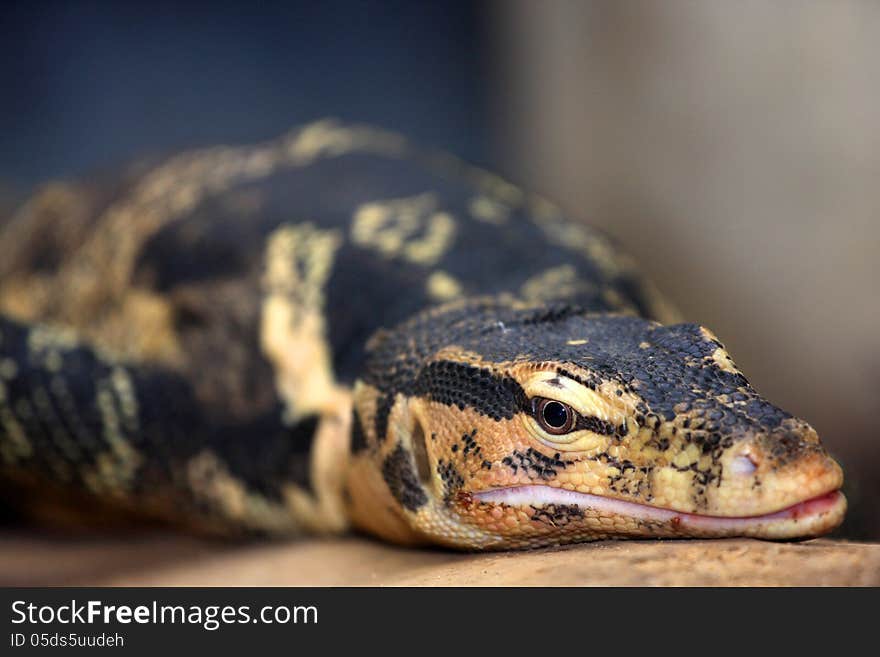 Monitor lizard from the zoo yellow black. Monitor lizard from the zoo yellow black