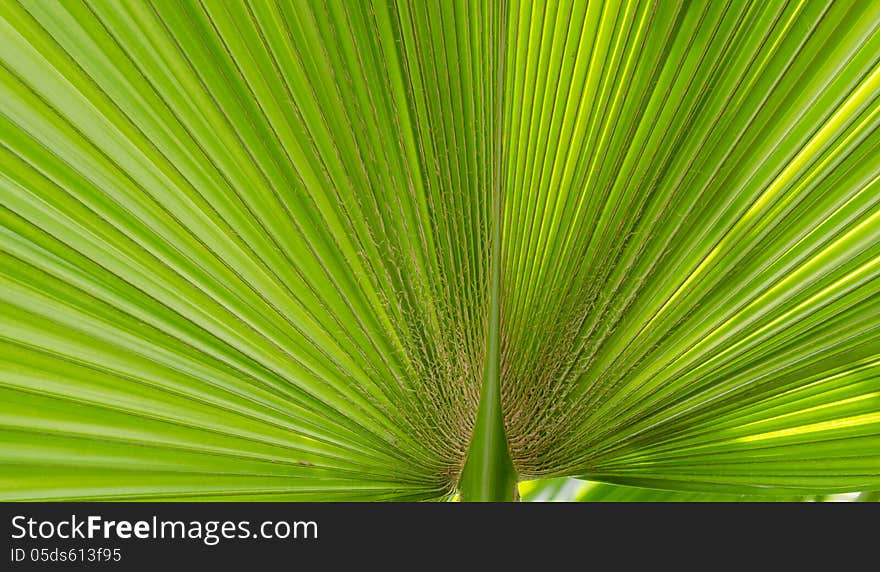 Pritchardia Pacifica Seem