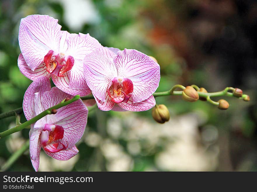 Phalaenopsis Amabilis