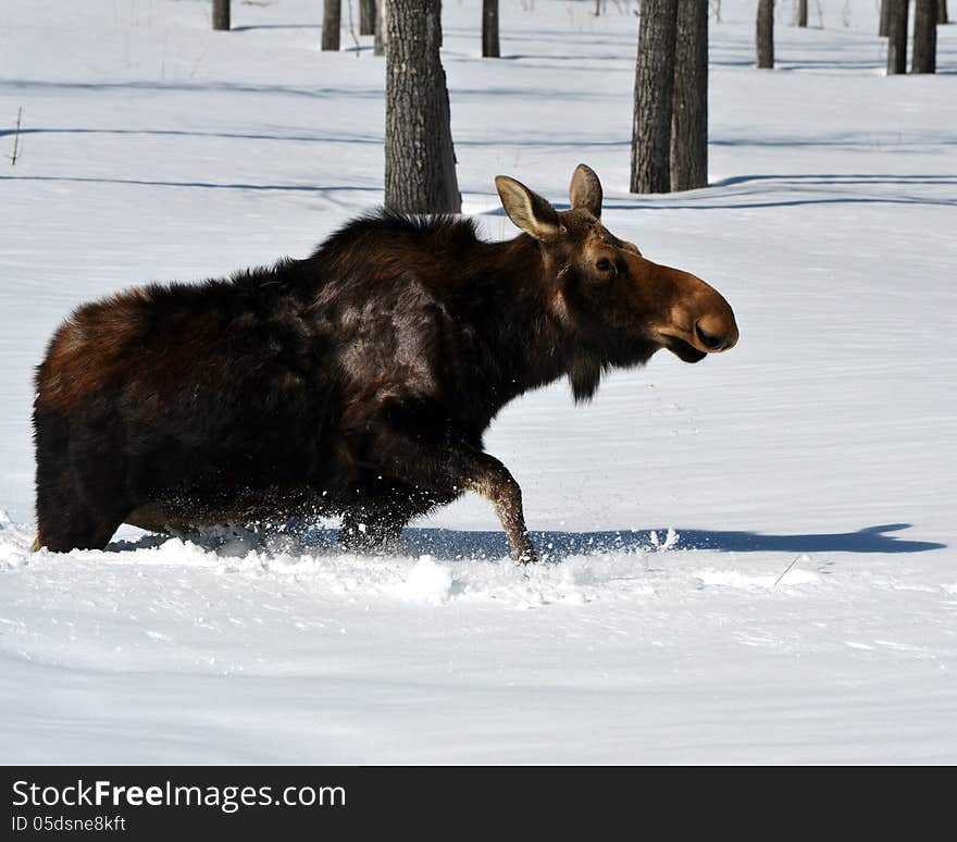 Moose