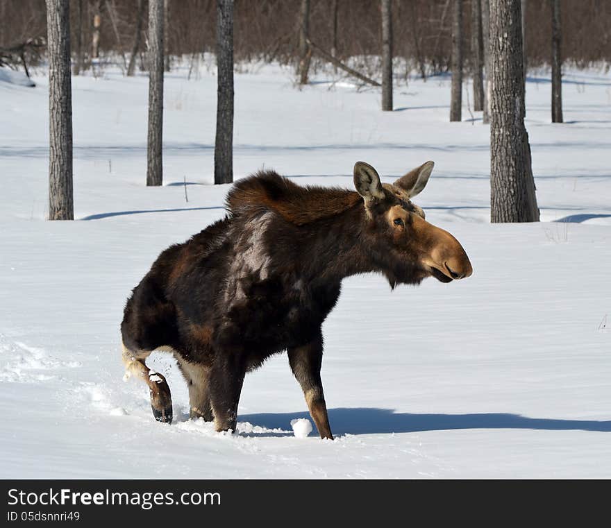 Moose