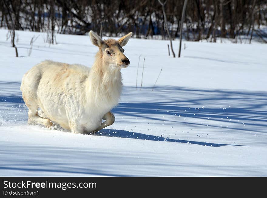 White Elk