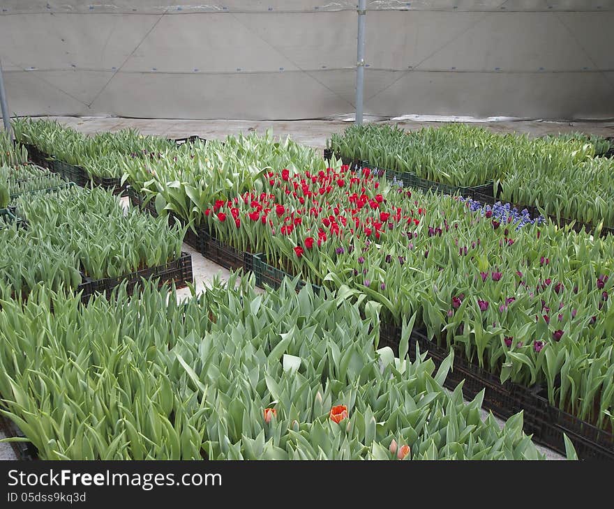 Tulip flower in tulip Plant nursery of thailand. Tulip flower in tulip Plant nursery of thailand