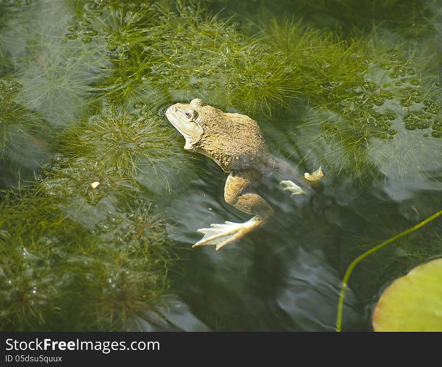 Ugly toad