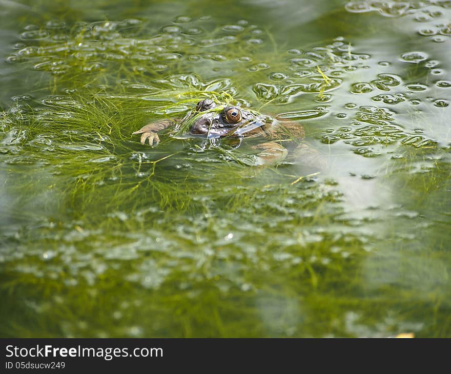 Eye of toad over water of green pond. Eye of toad over water of green pond