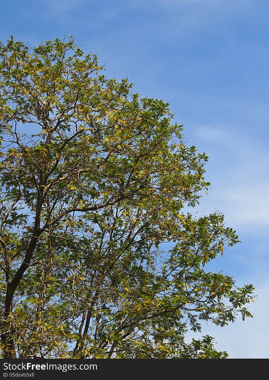 View of big tree in park in sunny day