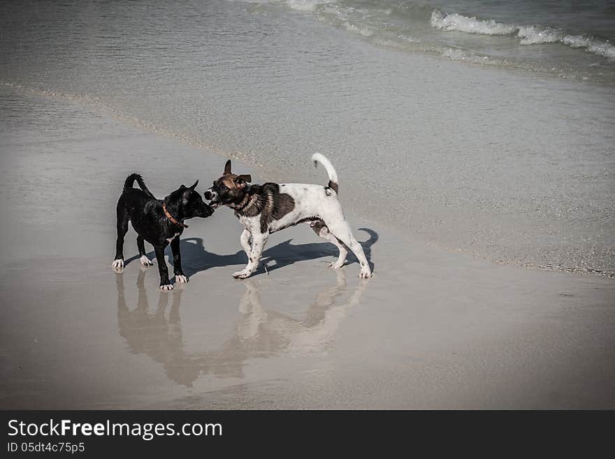 Thai dogs playing together on the beach. Thai dogs playing together on the beach.