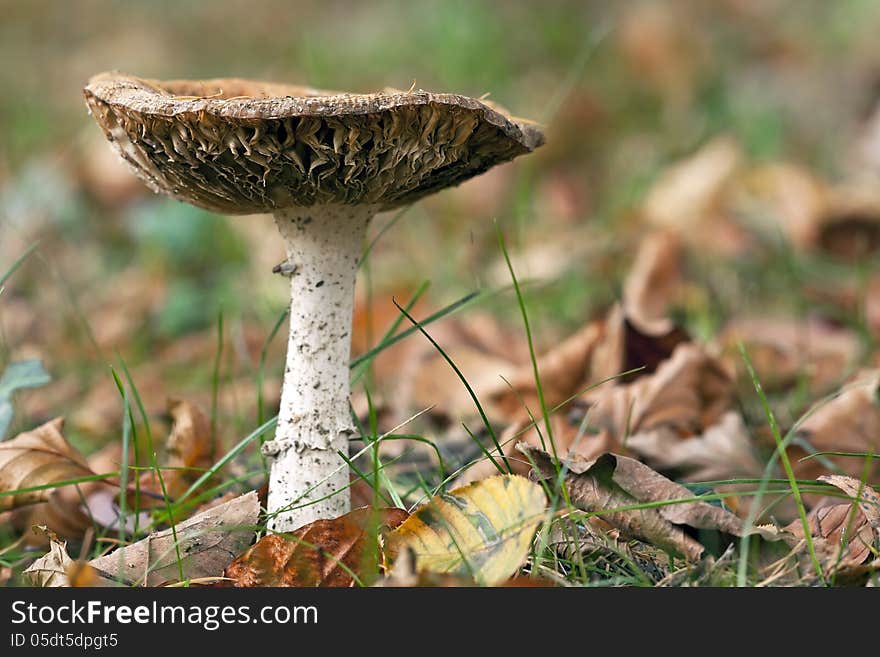 Mushroom in the Autumn wood. Mushroom in the Autumn wood