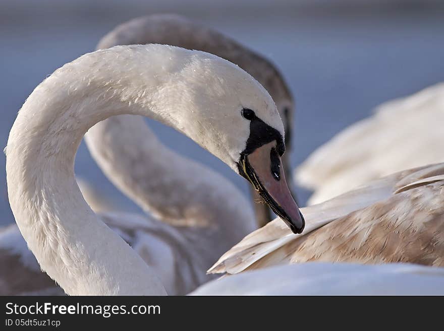 Beautiful swan resting in the water. Beautiful swan resting in the water