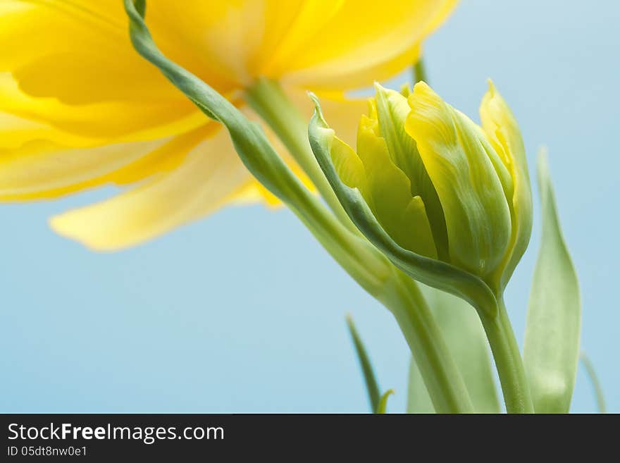 Two Yellow Tulips