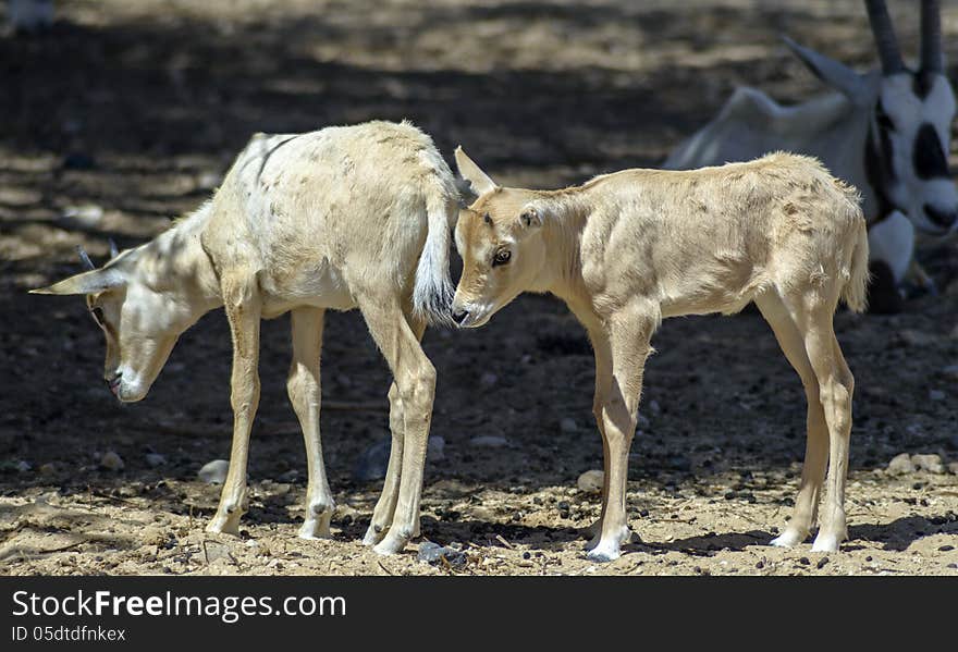 Babies of antelope, Eilat, Israel