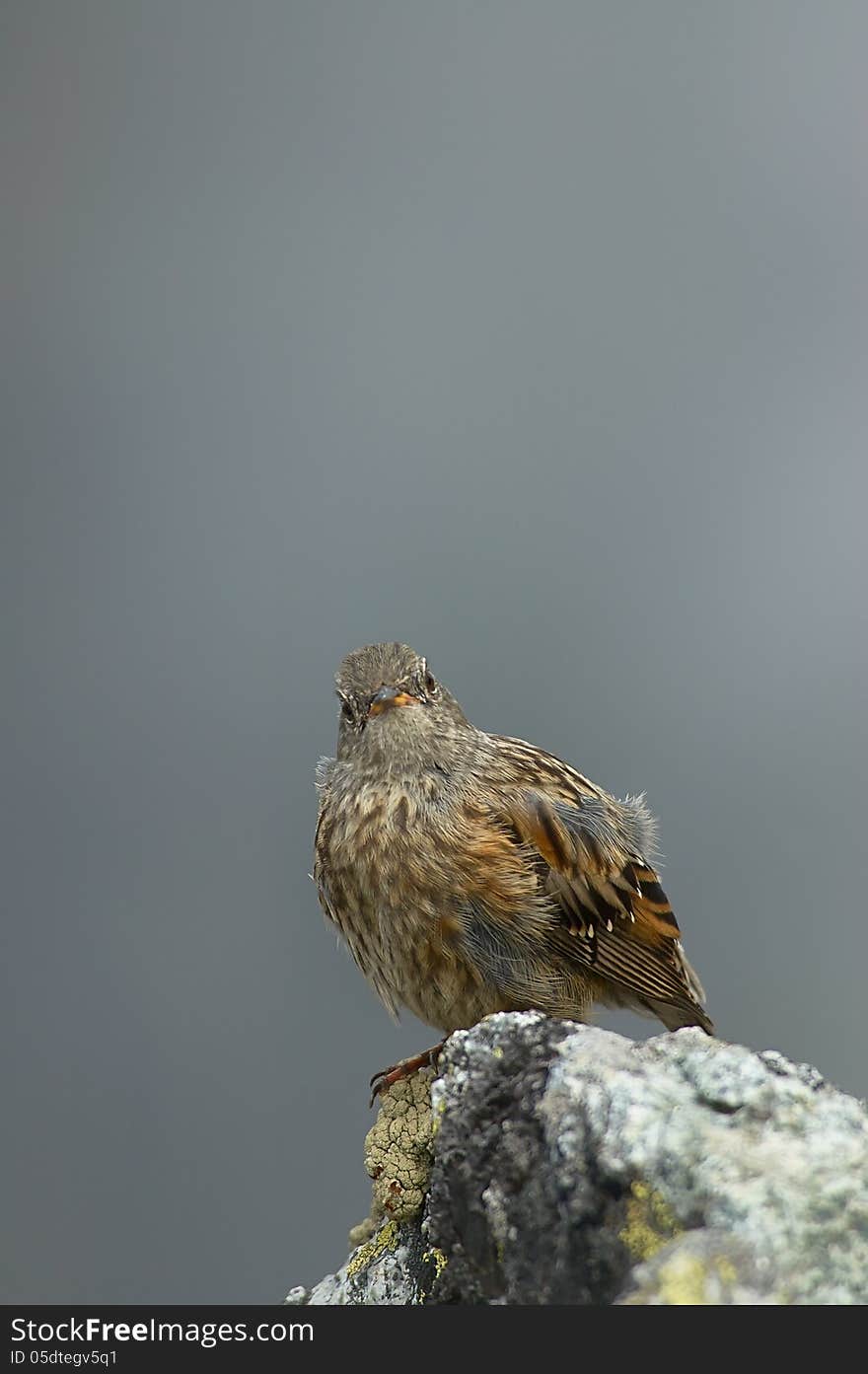 Bird on a rock with a background