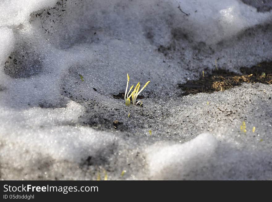 Green plant makes its way through the snow. Green plant makes its way through the snow.