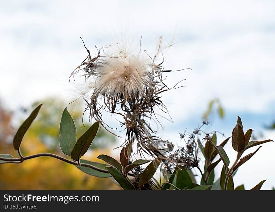 Thistle plant dispersing thistledown or seeds into air in fall. Thistles are considered a nuisance plant, but is also used in herbal medicine for various ailments. Thistle plant dispersing thistledown or seeds into air in fall. Thistles are considered a nuisance plant, but is also used in herbal medicine for various ailments.