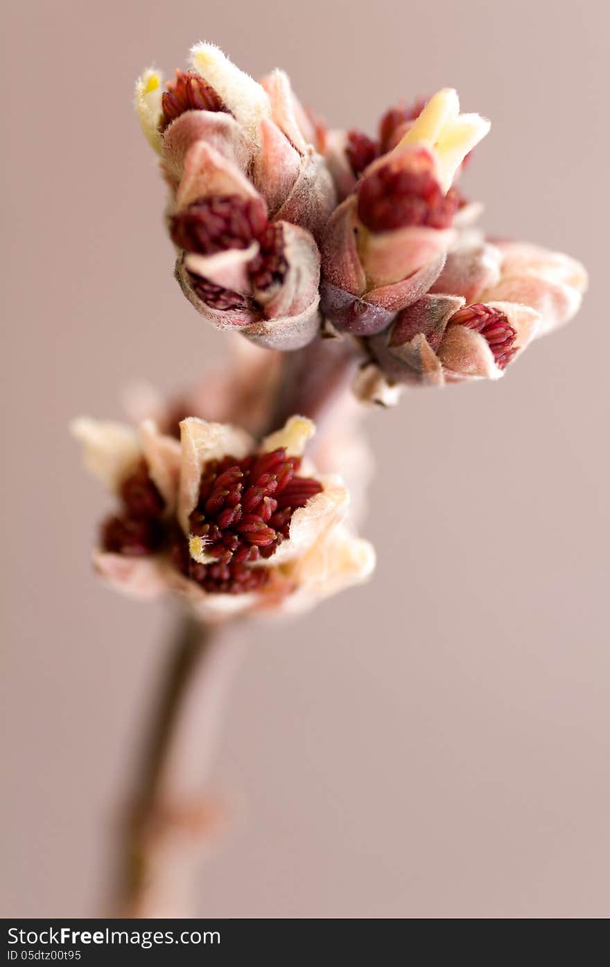 young buds of the tree macro. young buds of the tree macro