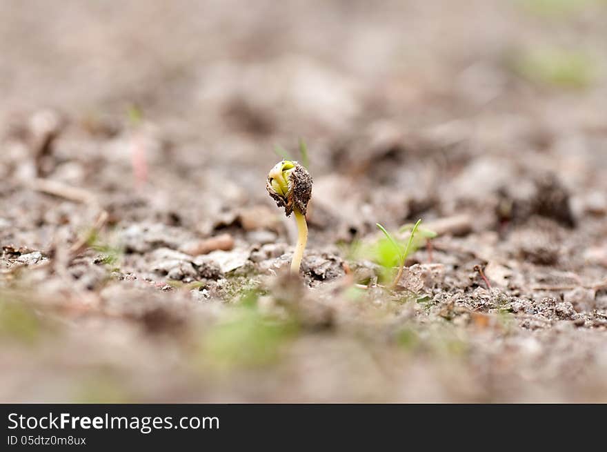 Green Young Shoots Maple Breaking Through