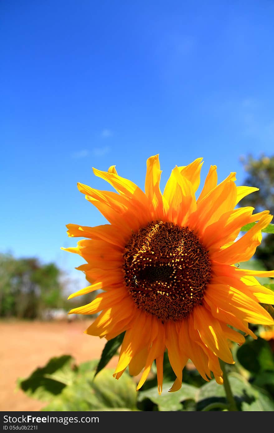 Sunflower Isolated on sky background