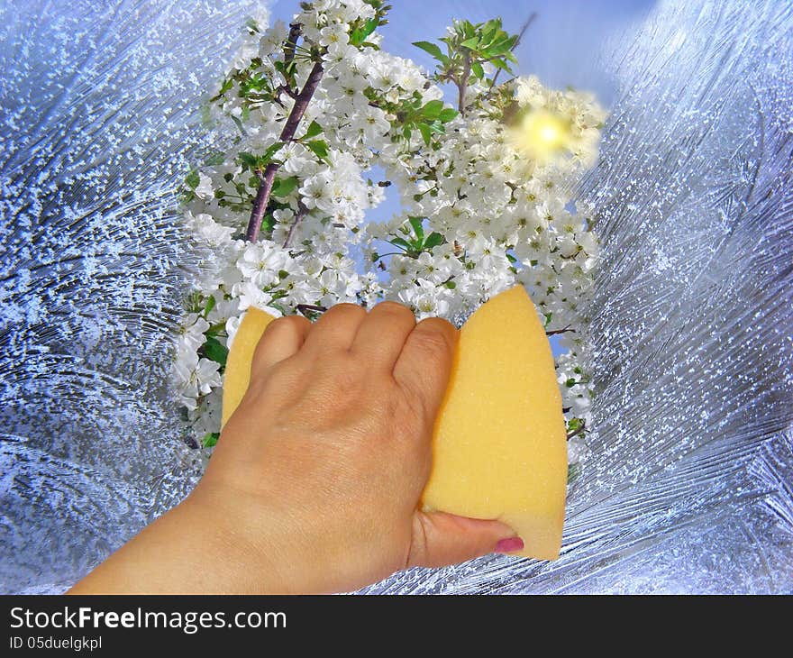 Photography with scene of the hand washing winter window with view on flowering tree. Photography with scene of the hand washing winter window with view on flowering tree