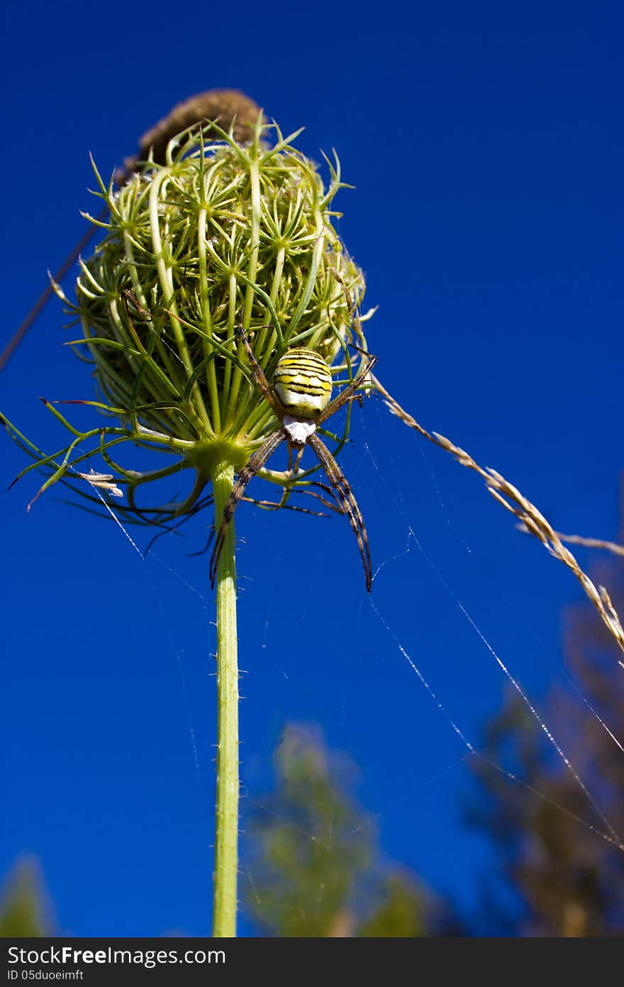 The genus Argiope includes rather large and spectacular spiders that often have a strikingly coloured abdomen. These spiders are distributed throughout the world. Most countries in tropical or temperate climates host one or more species that are similar in appearance. The etymology of the name is from a Greek name meaning silver-faced. The genus Argiope includes rather large and spectacular spiders that often have a strikingly coloured abdomen. These spiders are distributed throughout the world. Most countries in tropical or temperate climates host one or more species that are similar in appearance. The etymology of the name is from a Greek name meaning silver-faced.