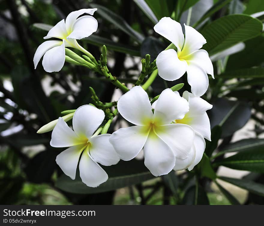 White plumeria in the garden